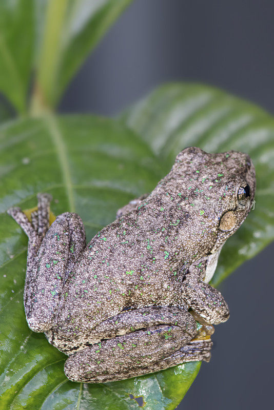 庇隆树蛙(Litoria peroni)